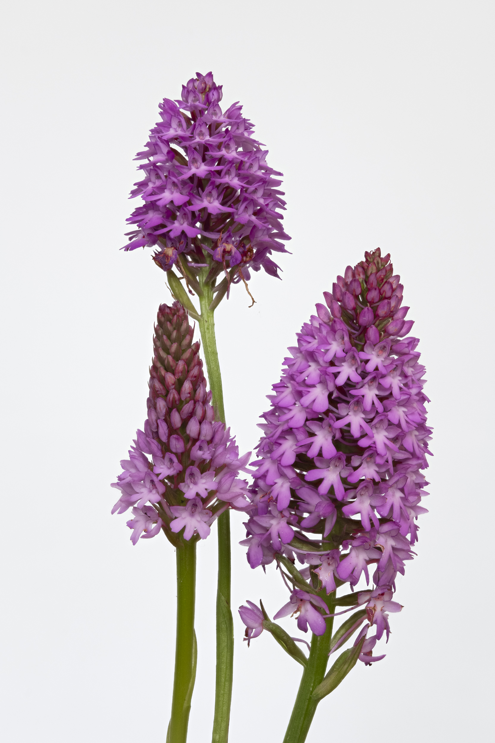 fleur sauvage photographiée à Tourneville sur mer